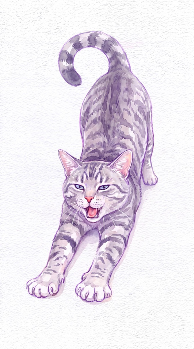 猫咪的进化过渡 / The cat evolving